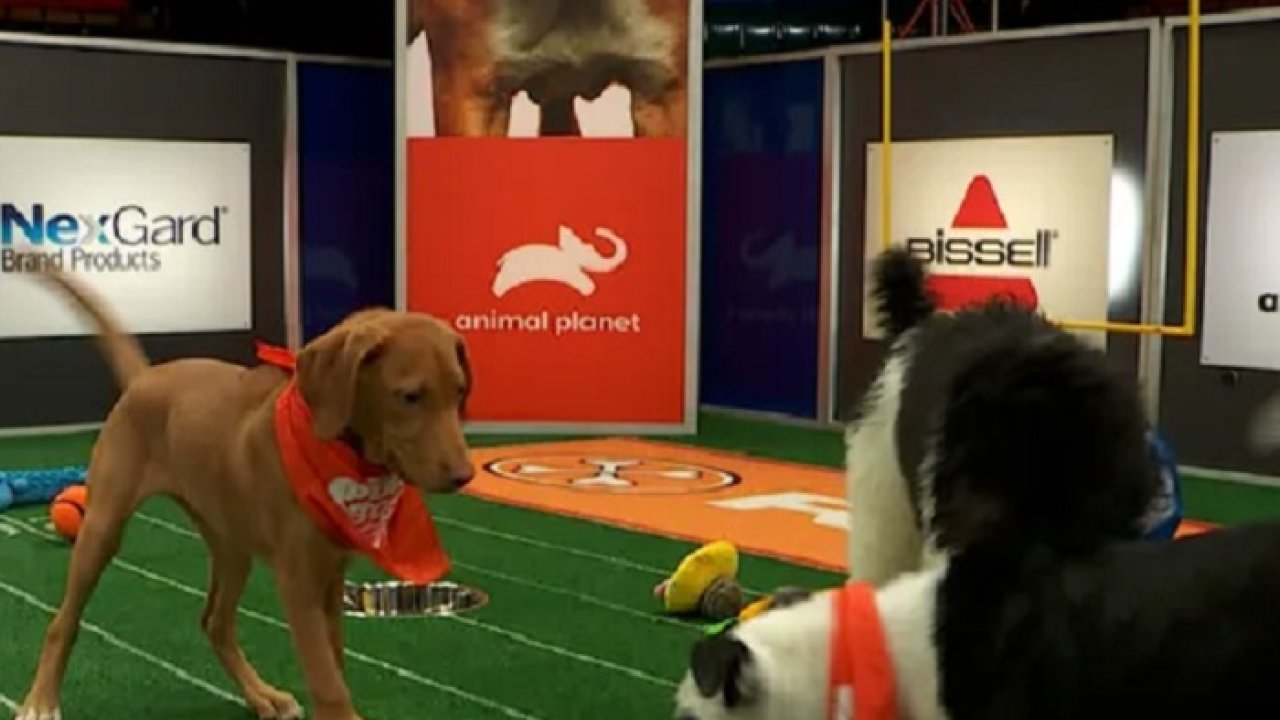 Puppy Bowl
